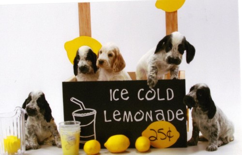 lemonade stand 001