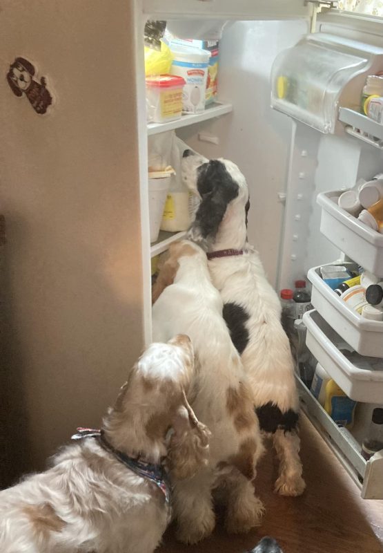 Ch Carefree Itoba Sound of Music RN BN WD JH CGC